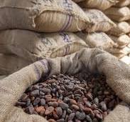 Organic Cocoa Beans