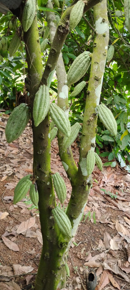 Organic Cocoa Beans
