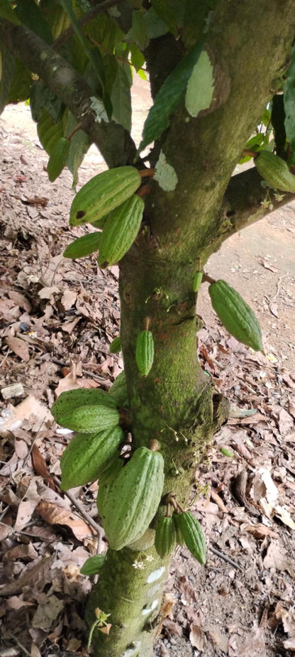 Organic Cocoa Beans
