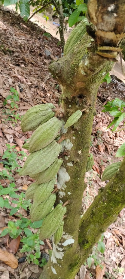 Organic Cocoa Beans