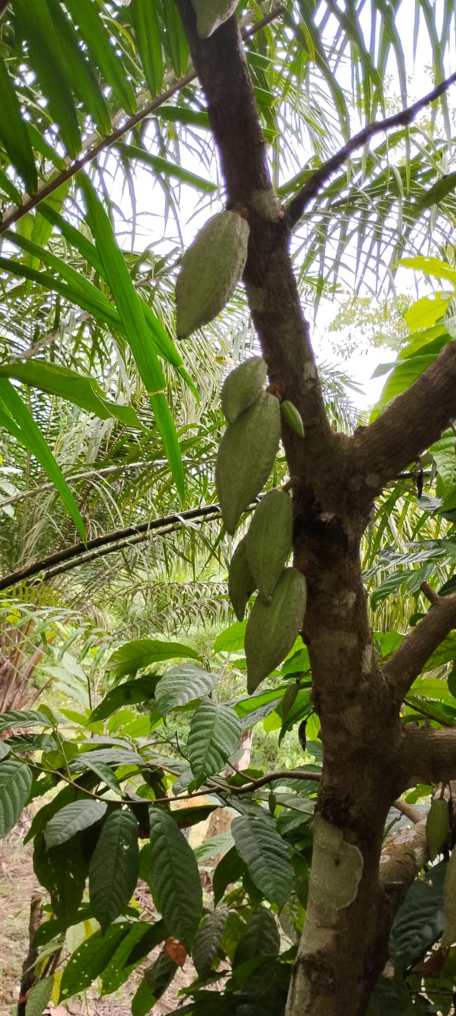 Organic Cocoa Beans