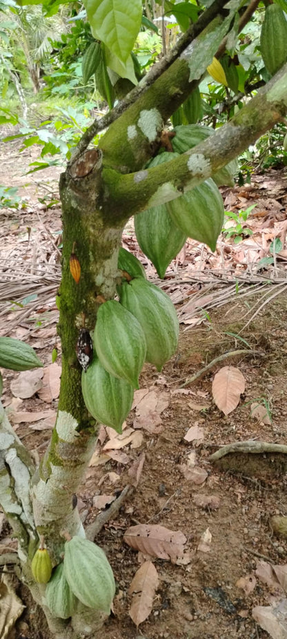 Organic Cocoa Beans
